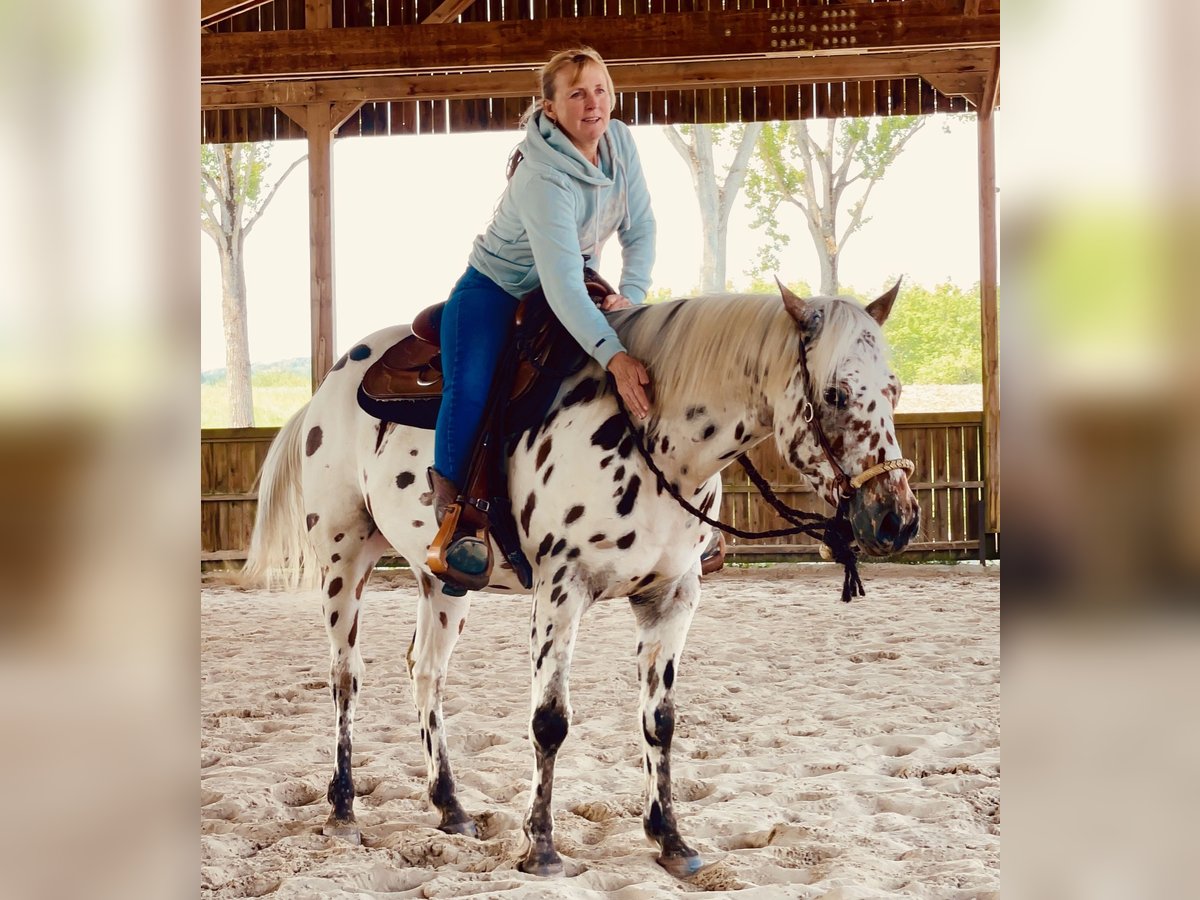 Pony of the Americas Wallach 3 Jahre 142 cm Tigerschecke in Schopfheim