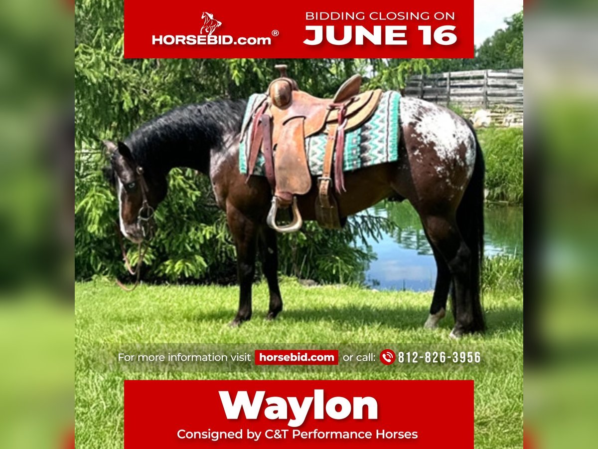Pony of the Americas Wallach 4 Jahre 135 cm Rotbrauner in Martinsville, IN