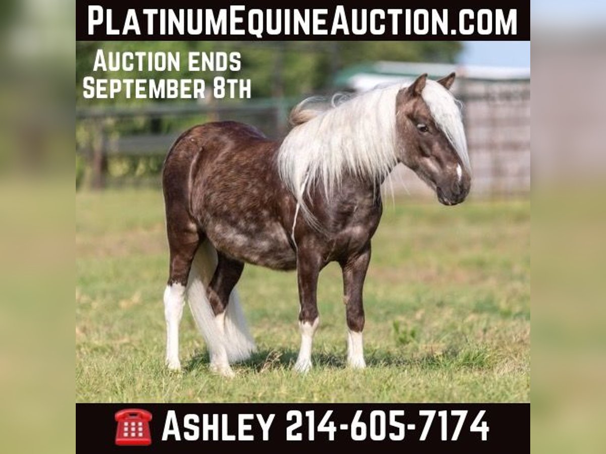 Pony of the Americas Wallach 5 Jahre 99 cm Rotbrauner in Weatherford TX