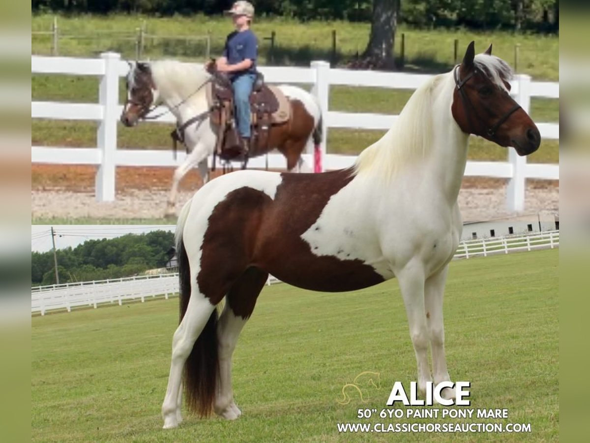 Pony of the Americas Wallach 6 Jahre 122 cm Rotbrauner in Lewisburg, TN