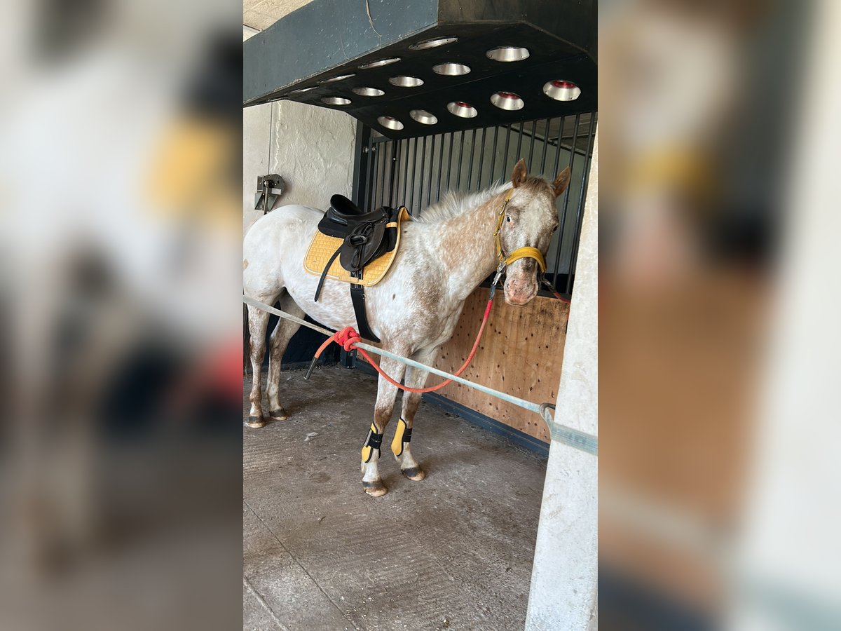 Pony of the Americas Wallach 7 Jahre 144 cm in Dessau