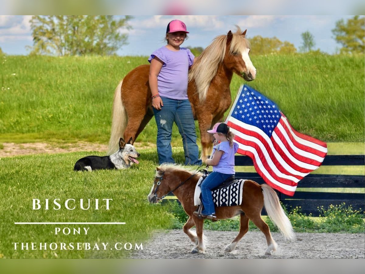 Pony of the Americas Wallach 9 Jahre 102 cm Rotfuchs in Crab Orchard, KY