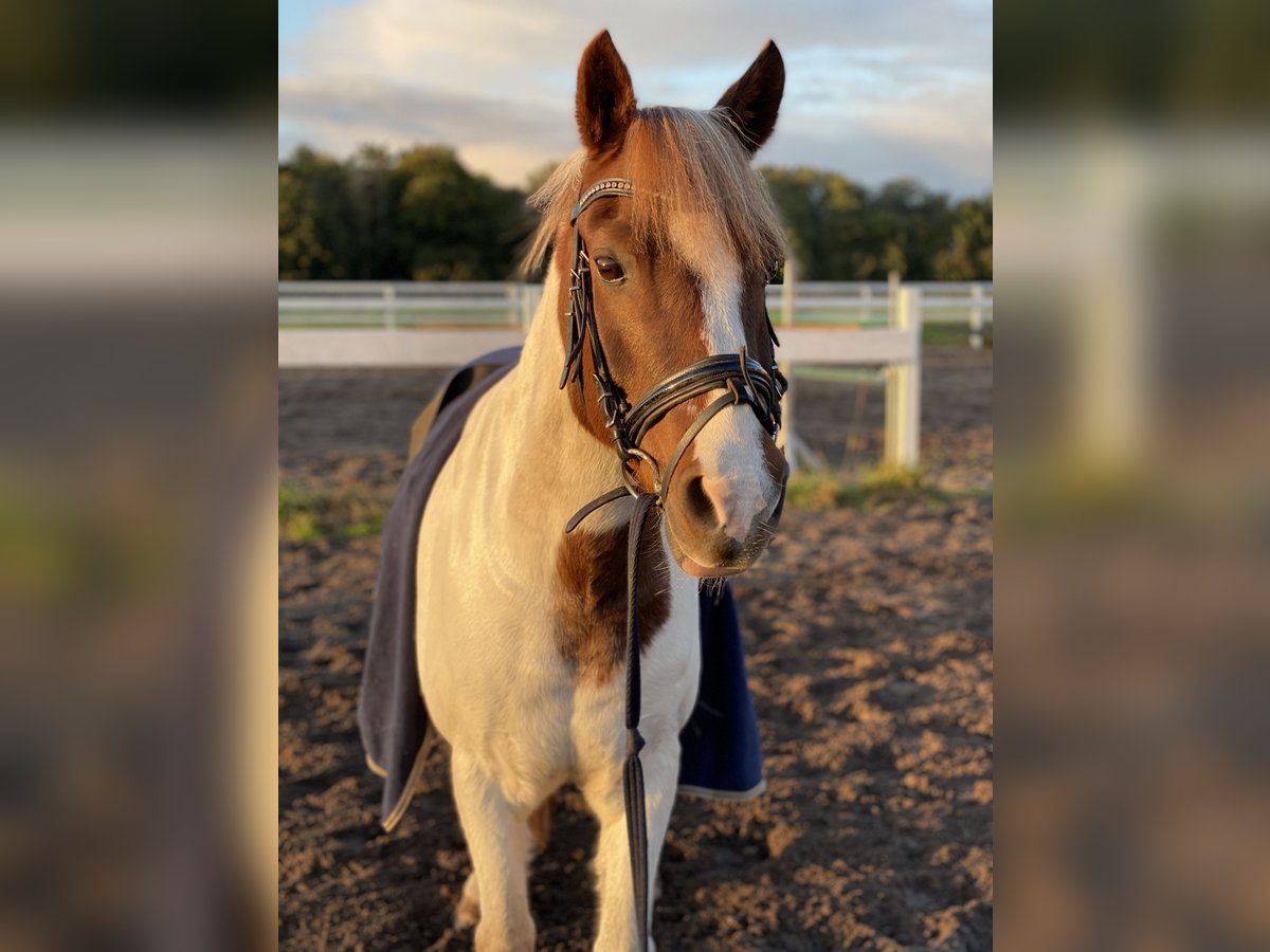 Pony Polacco Mix Castrone 17 Anni 140 cm Pezzato in Quakenbrücken