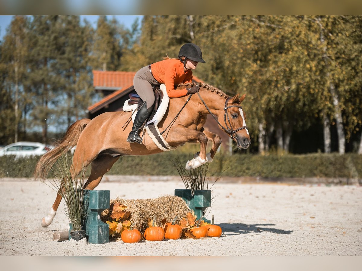 Pony Polacco Castrone 4 Anni 144 cm Sauro in Kicin