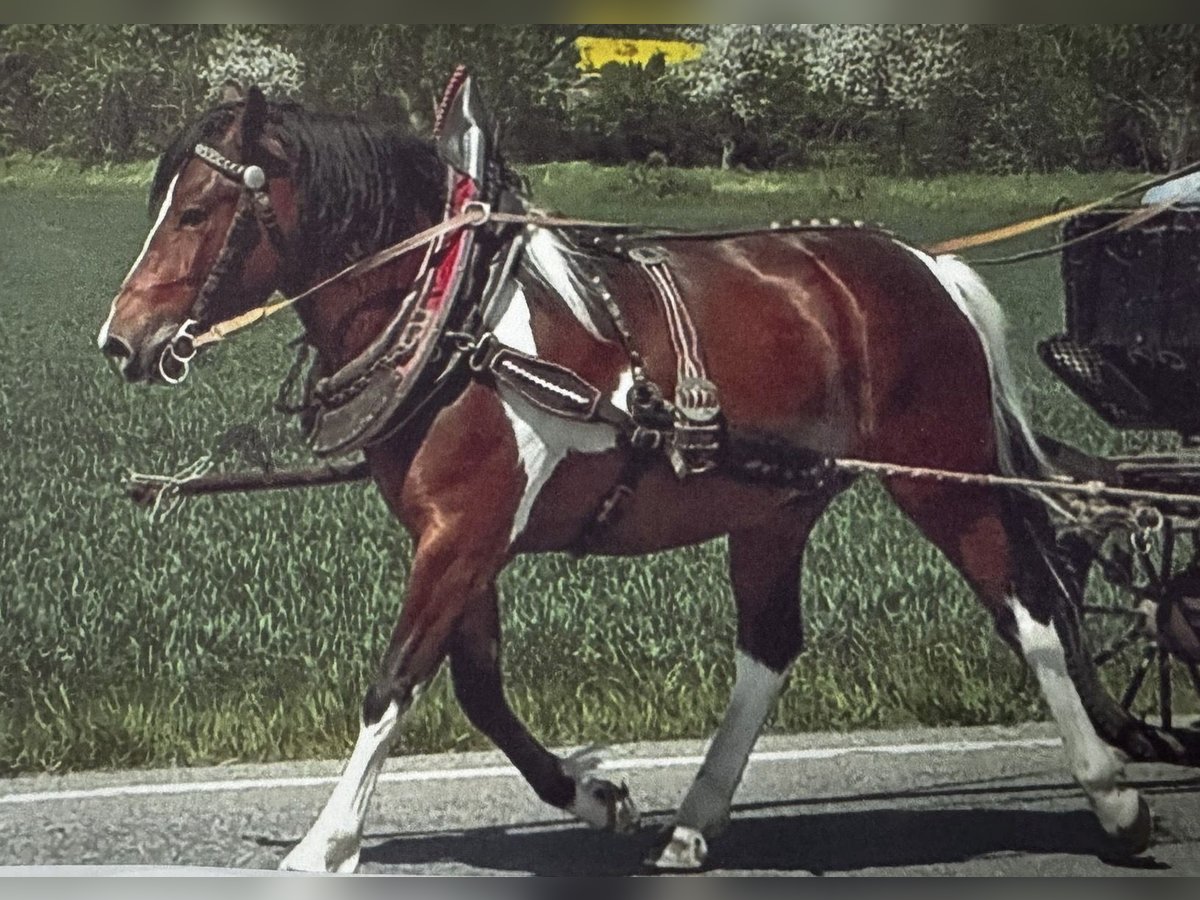 Pony Polacco Castrone 6 Anni Pezzato in Bad Homburg vor der H&#xF6;he