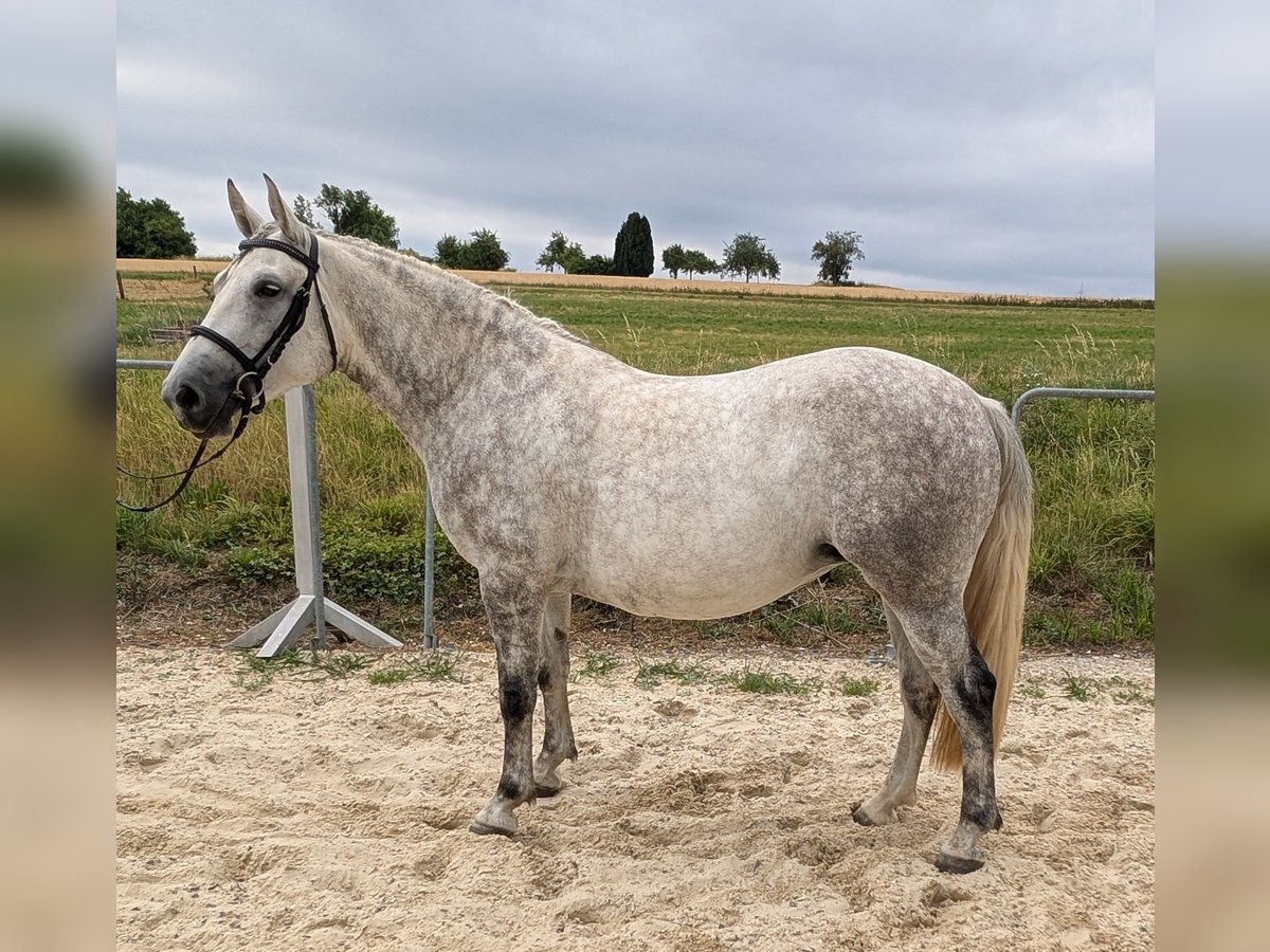 Pony Polacco Mix Giumenta 4 Anni 148 cm in Maintal