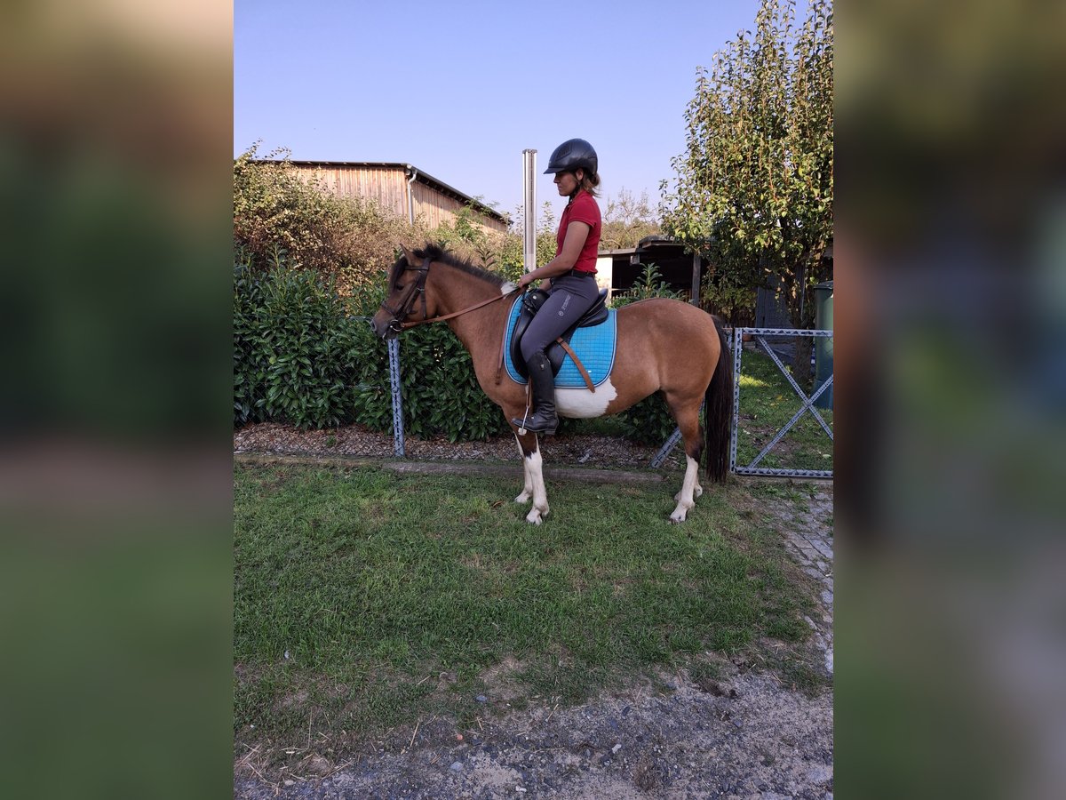 Pony Polacco Giumenta 9 Anni 142 cm Pezzato in Kamenz