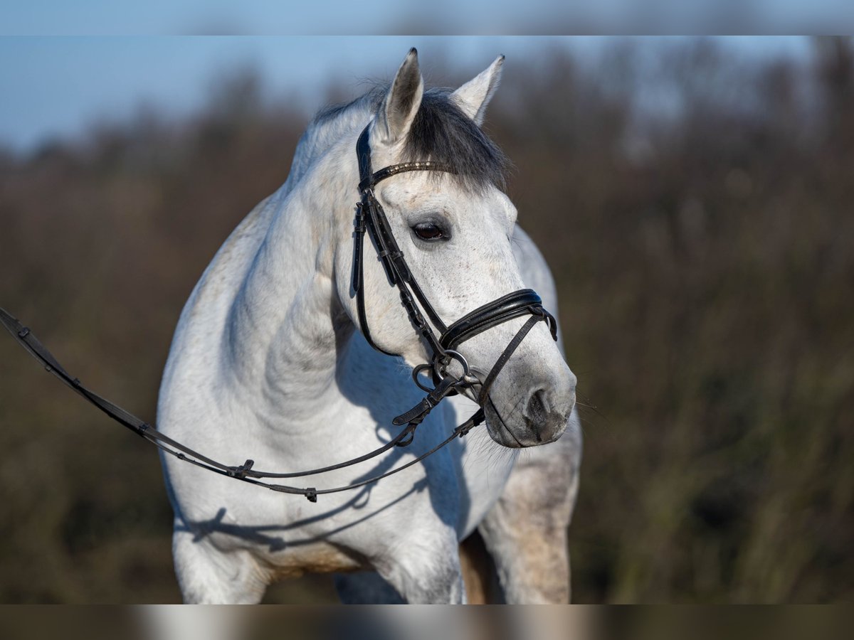 Pony Polacco Mix Giumenta 9 Anni 144 cm Grigio in Bochum