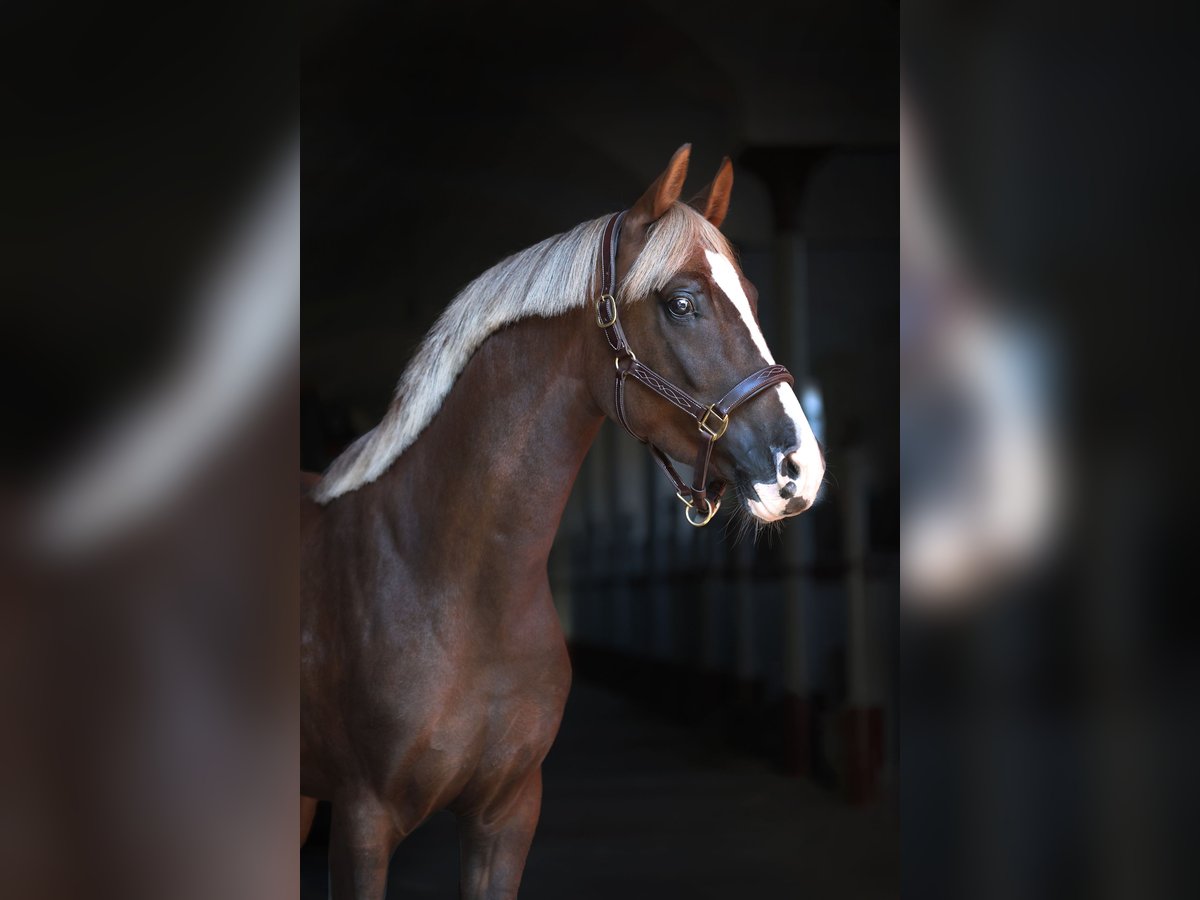 Pony Polacco Stallone 3 Anni 150 cm Sauro scuro in Gniezno
