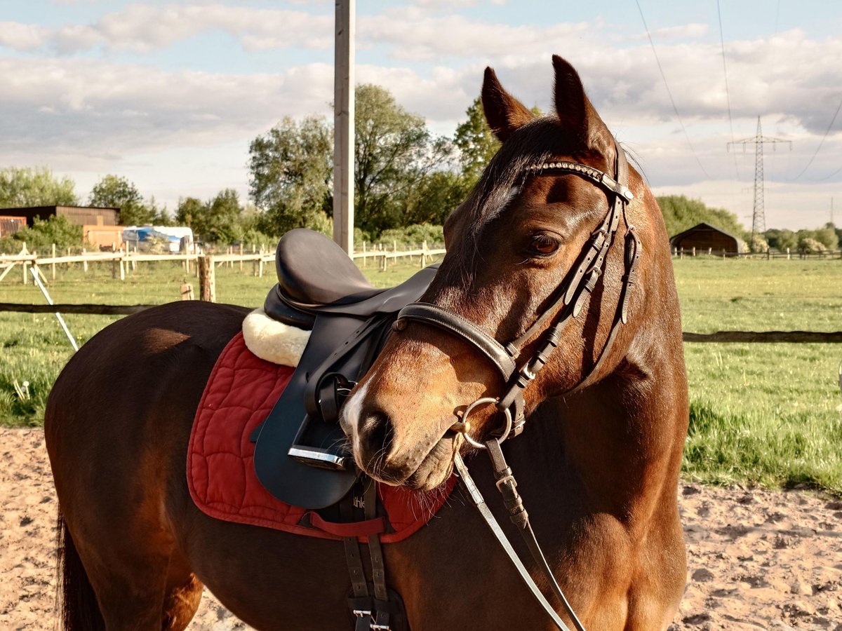Pony tedesco Castrone 10 Anni 145 cm Baio nero in Horst