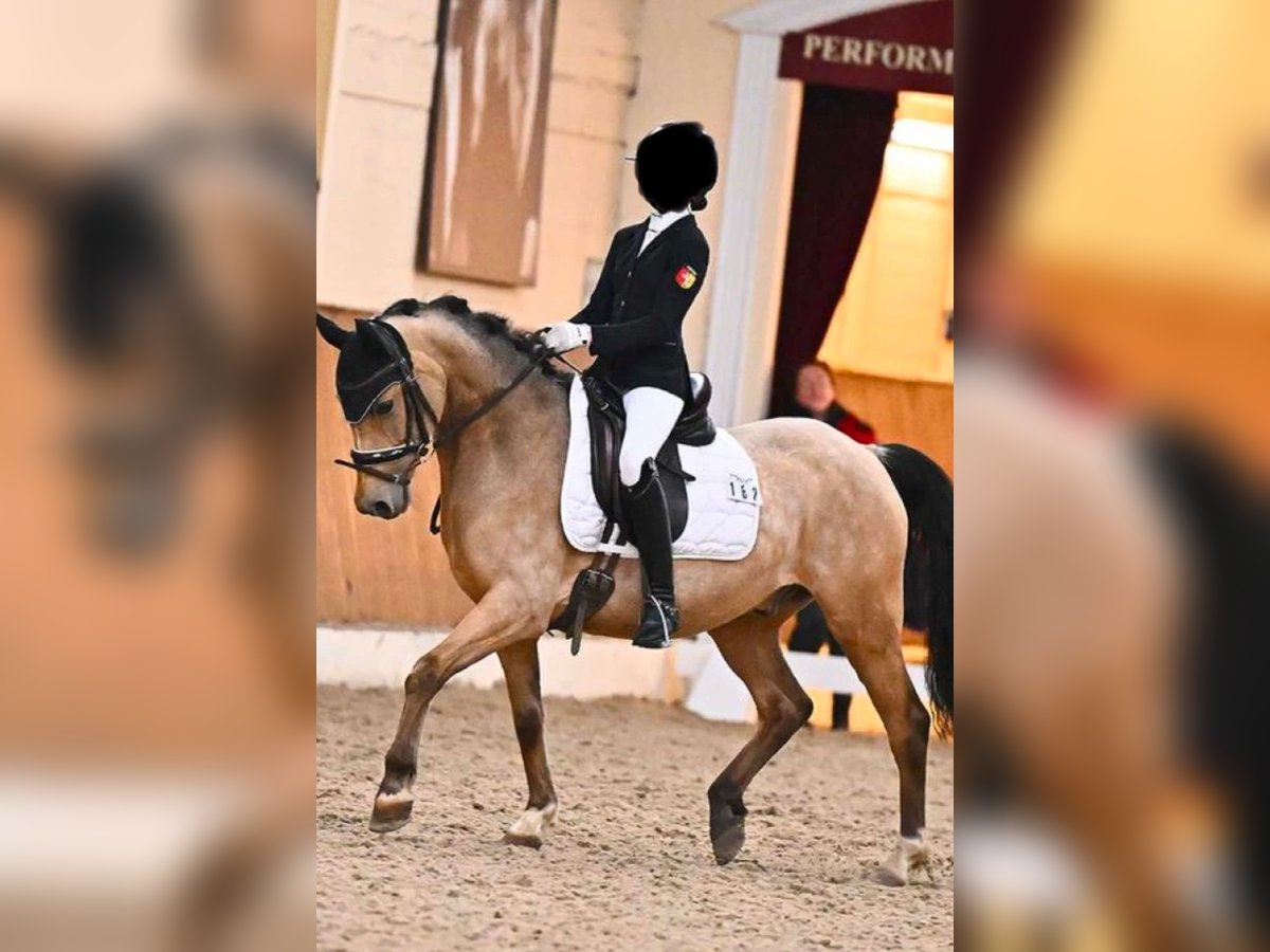 Pony tedesco Castrone 10 Anni 146 cm Pelle di daino in Minden