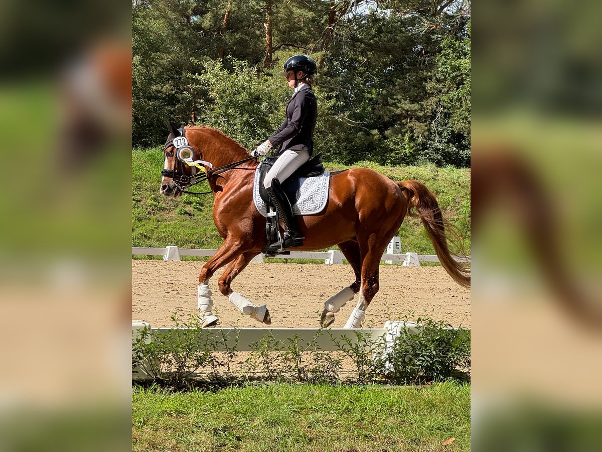 Pony tedesco Castrone 10 Anni 147 cm Sauro in Ludwigslust