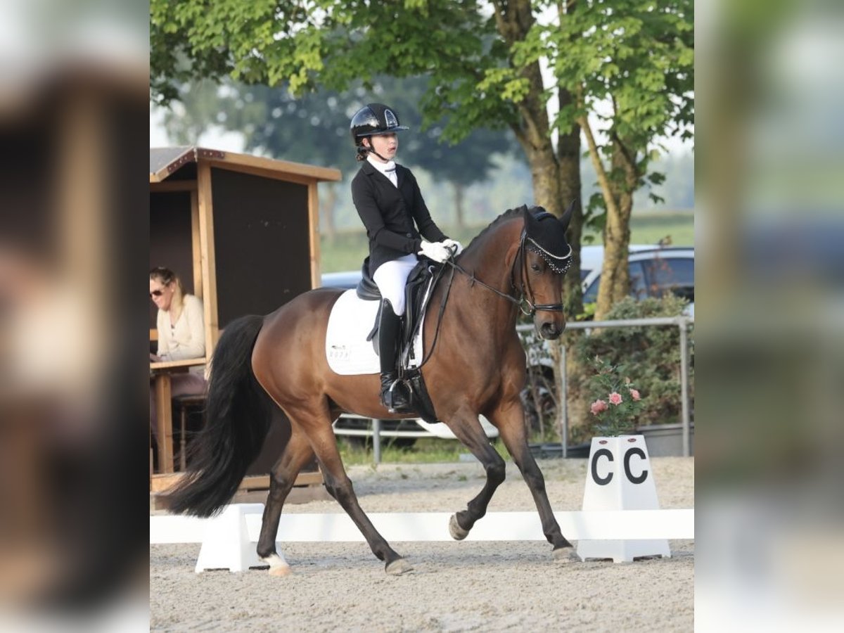 Pony tedesco Castrone 10 Anni 148 cm Baio in Friedberg