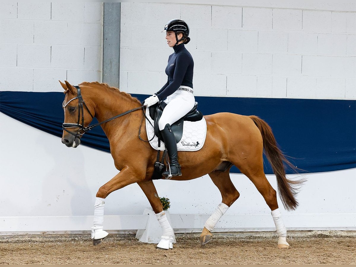 Pony tedesco Castrone 10 Anni 148 cm Sauro in Marsberg