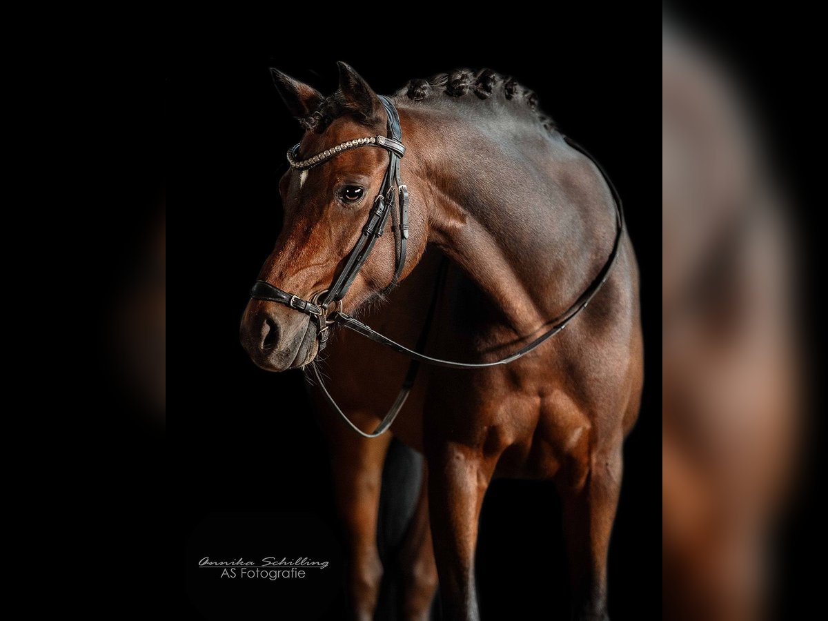 Pony tedesco Castrone 11 Anni 140 cm Baio scuro in Herrenberg