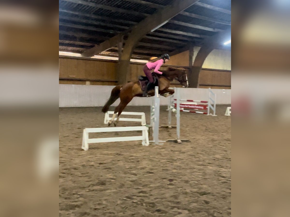 Pony tedesco Castrone 11 Anni 146 cm Sauro in Schenklengsfeld