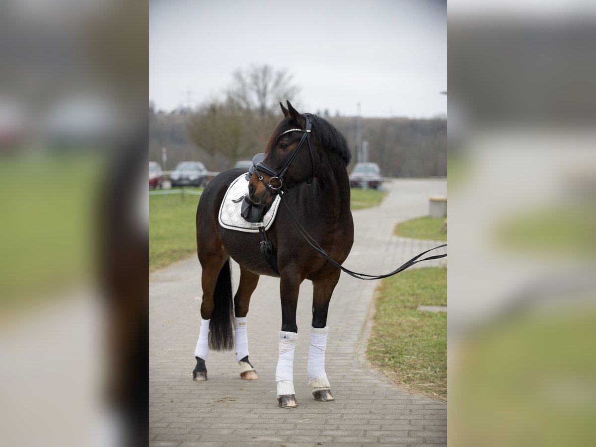 Pony tedesco Castrone 11 Anni 148 cm Baio scuro in Heilbronn