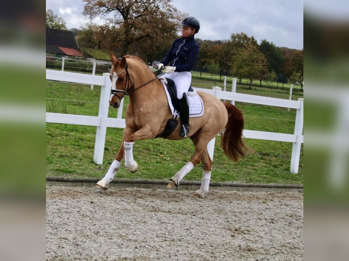 Pony tedesco Castrone 11 Anni 148 cm Sauro in Recke, bei Osnabrück