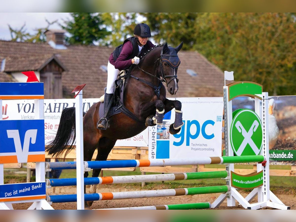 Pony tedesco Castrone 11 Anni 151 cm Morello in Raben Steinfeld