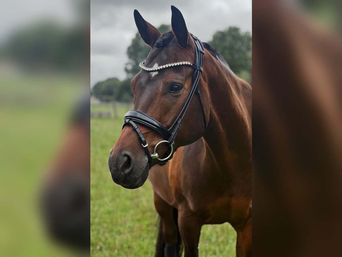 Pony tedesco Castrone 11 Anni 154 cm Baio in Bersenbr&#xFC;cK