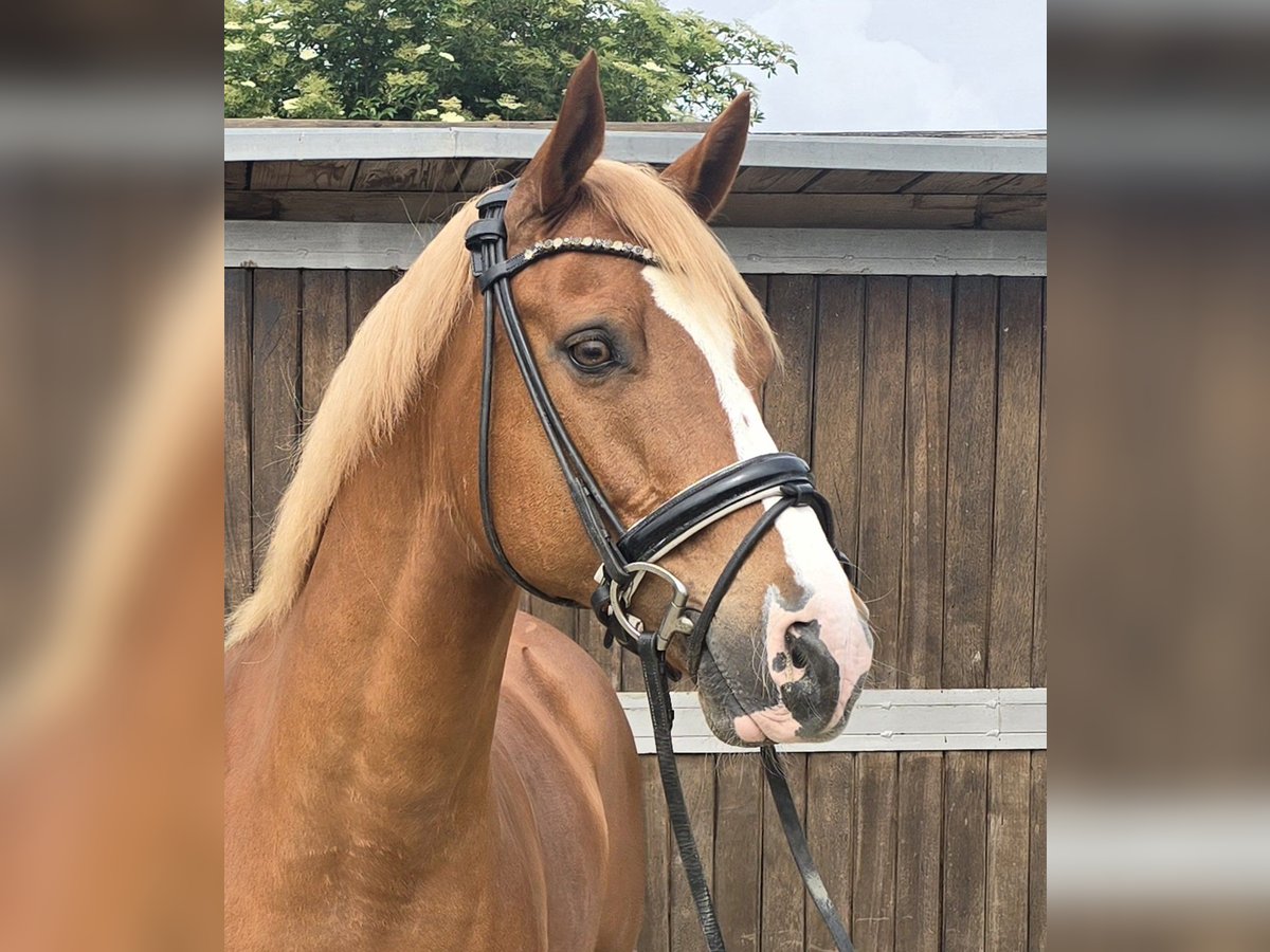 Pony tedesco Castrone 11 Anni 154 cm Sauro in M&#xFC;lheim an der Ruhr