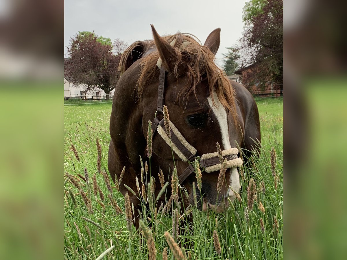 Pony tedesco Castrone 11 Anni 154 cm Sauro scuro in Wuppertal