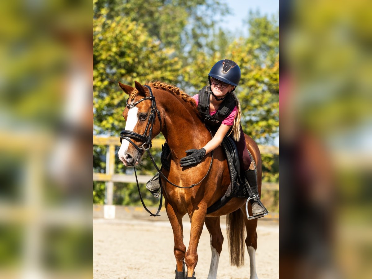 Pony tedesco Castrone 12 Anni 137 cm Sauro in Grebenhain