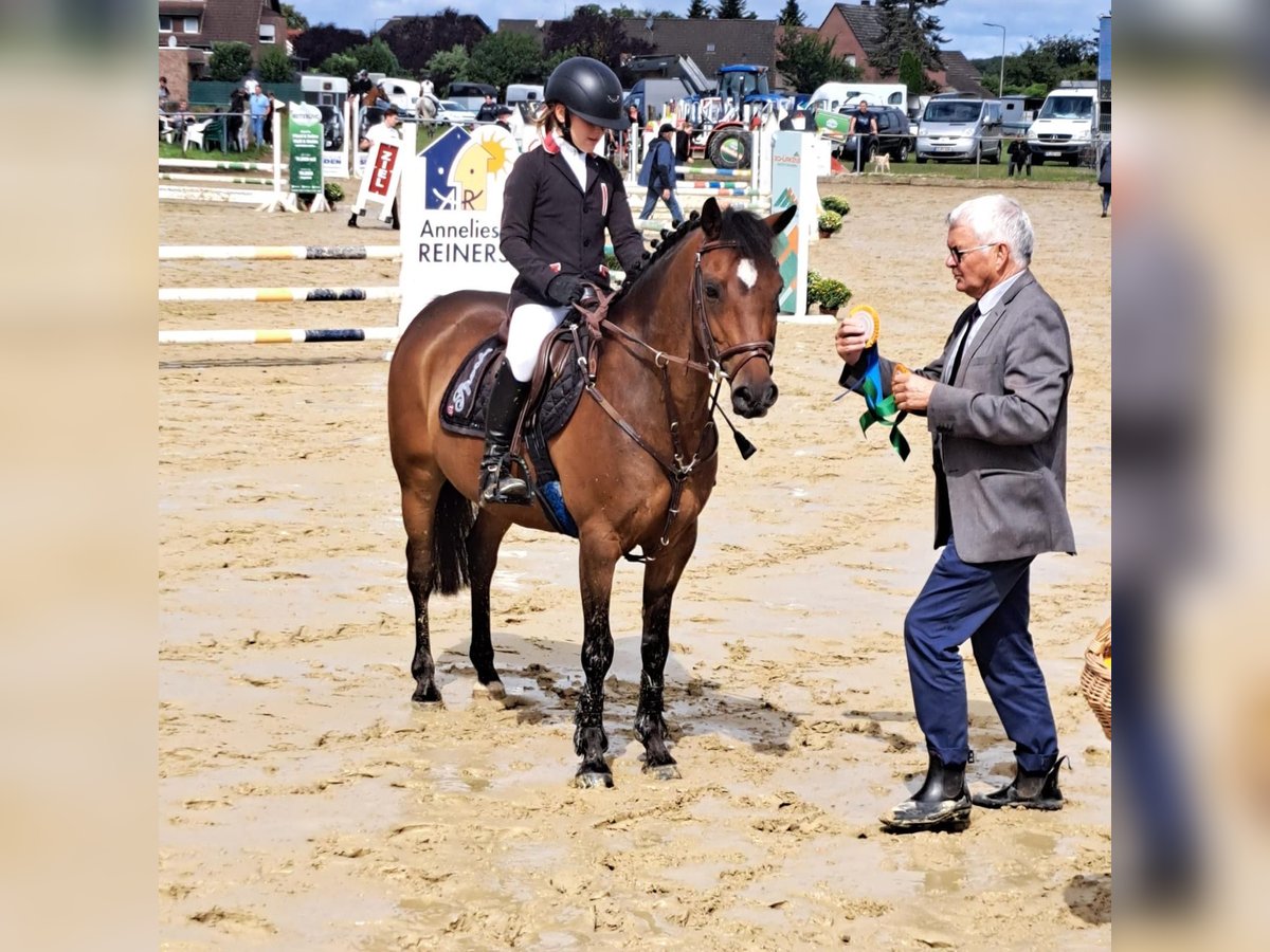 Pony tedesco Castrone 12 Anni 138 cm Baio in Bocholtz