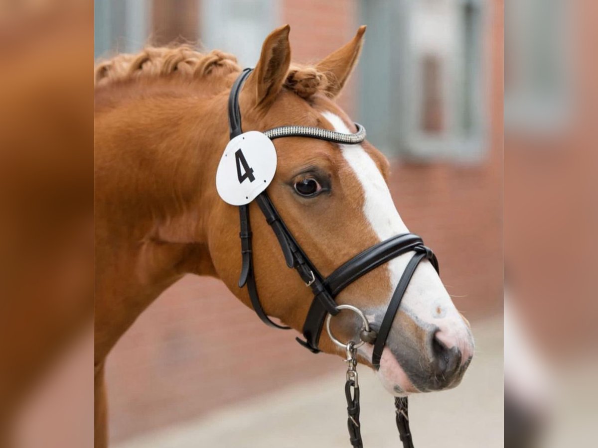 Pony tedesco Castrone 12 Anni 144 cm Sauro in Palestrina