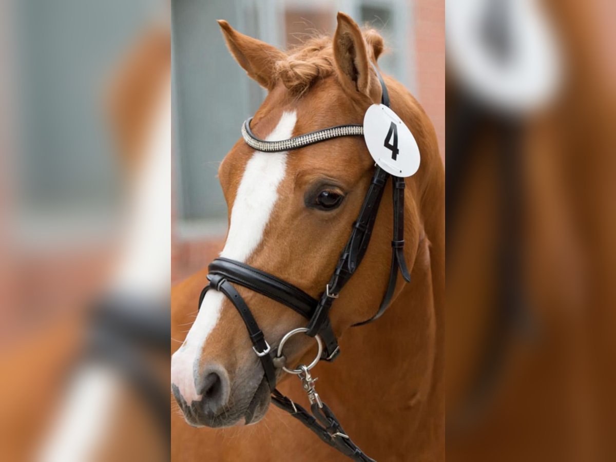 Pony tedesco Castrone 12 Anni 144 cm Sauro in Palestrina