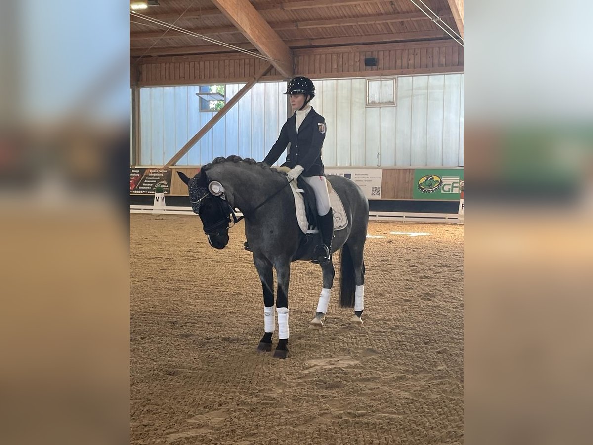 Pony tedesco Castrone 12 Anni 145 cm Grigio ferro in Ergoldsbach