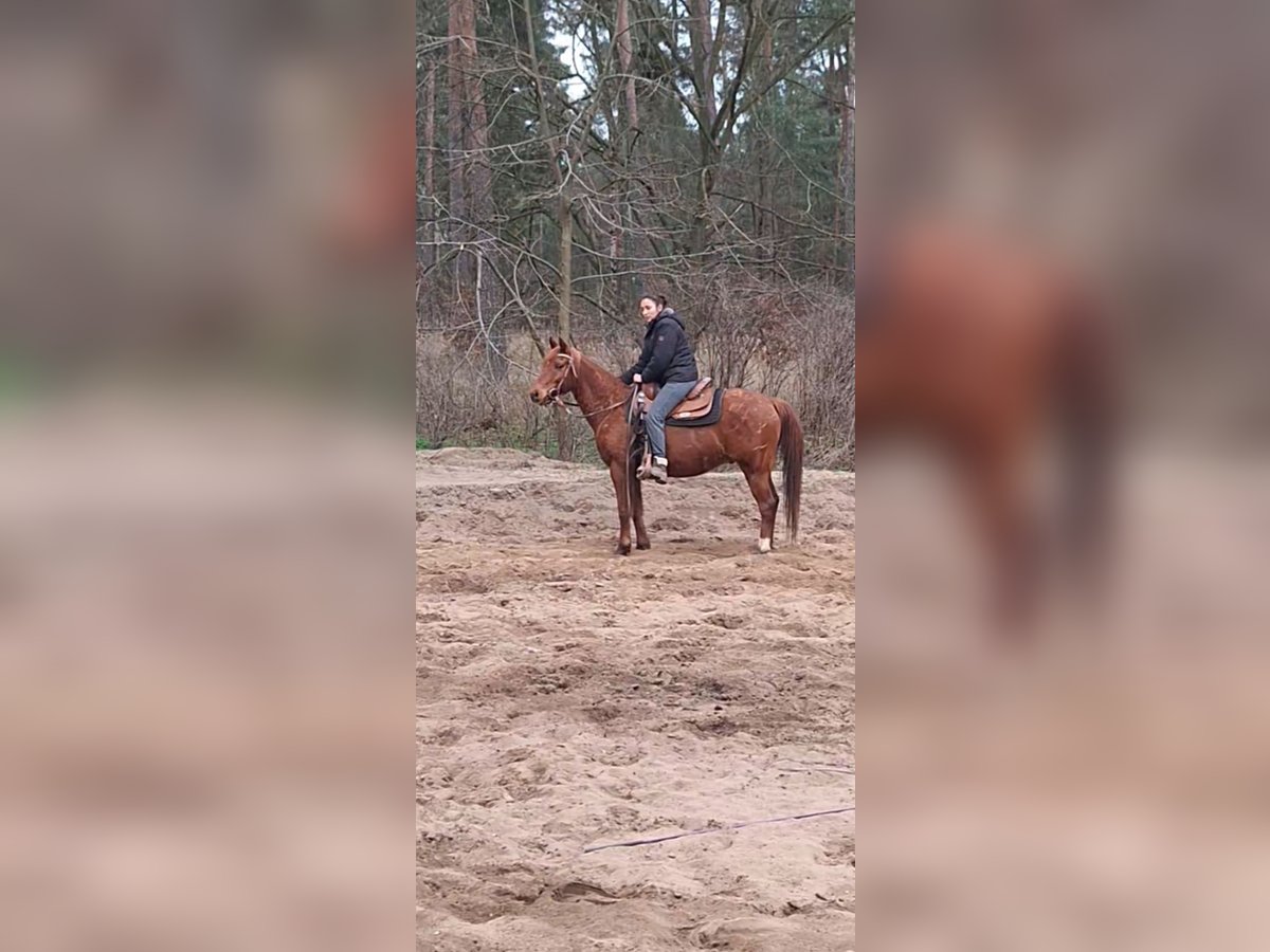 Pony tedesco Castrone 12 Anni 145 cm Sauro in Fehrbellin