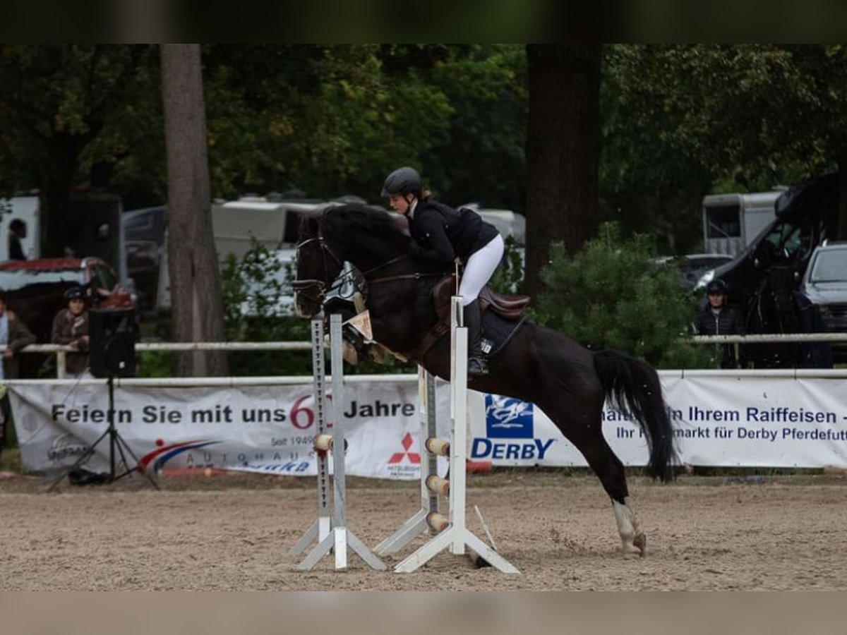 Pony tedesco Castrone 12 Anni 148 cm Morello in Ahnsbeck