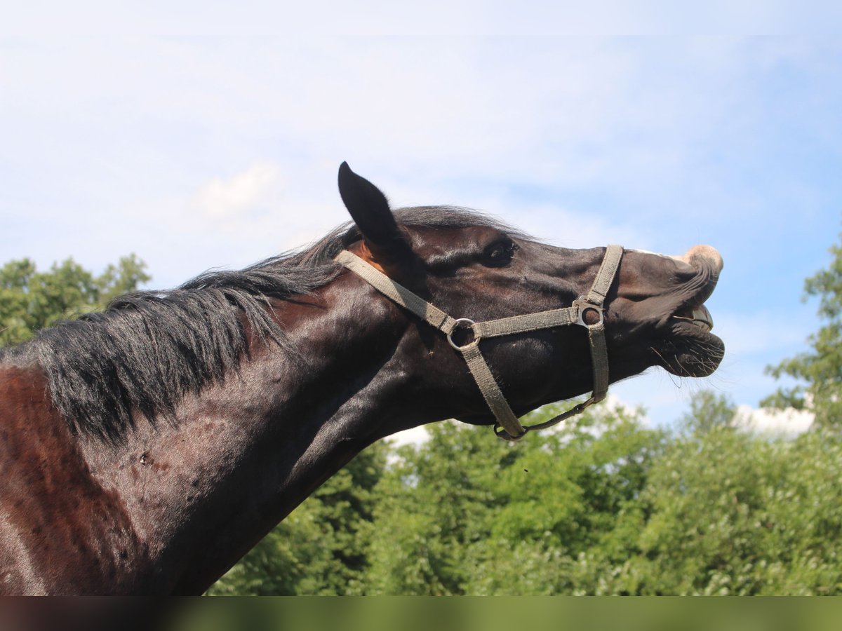 Pony tedesco Mix Castrone 12 Anni 148 cm Morello in Rangsdorf