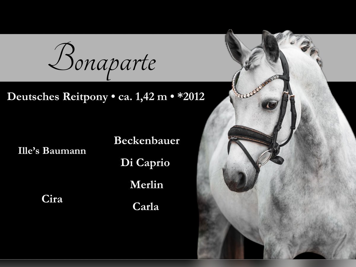 Pony tedesco Castrone 13 Anni 142 cm Grigio pezzato in Wehringen