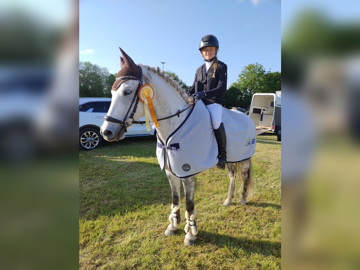 Pony tedesco Castrone 13 Anni 148 cm Grigio trotinato in Hohenstein