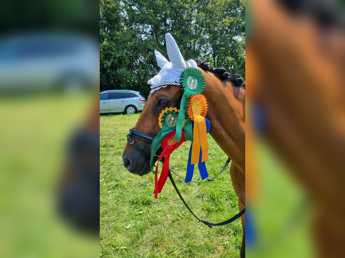 Pony tedesco Castrone 14 Anni 147 cm Baio in Werne