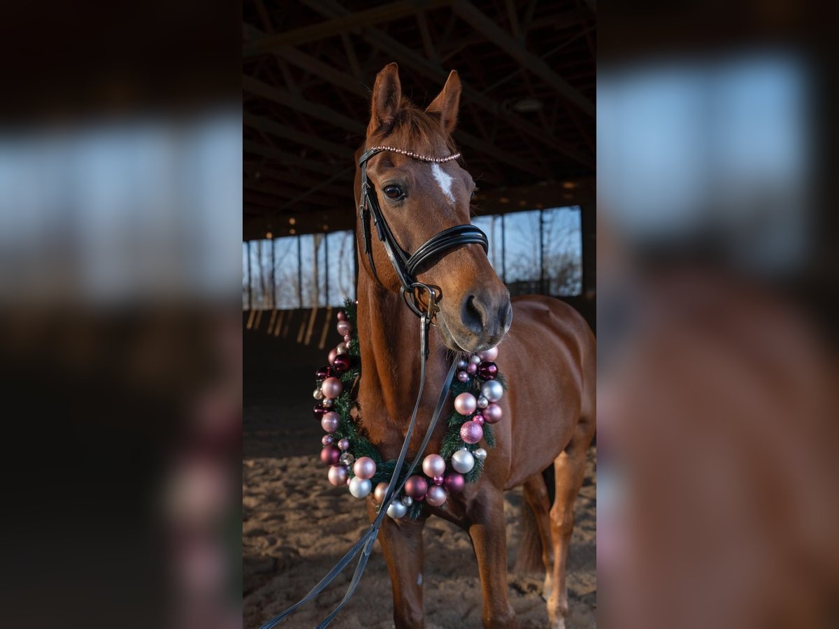 Pony tedesco Castrone 14 Anni 148 cm Sauro in Hohenbrunn
