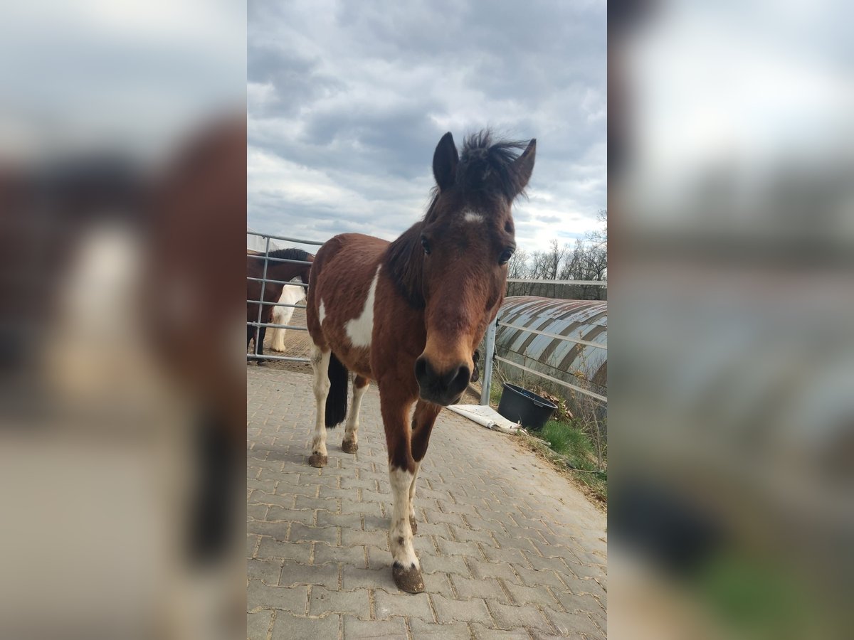 Pony tedesco Castrone 16 Anni 126 cm Baio chiaro in Walsdorf