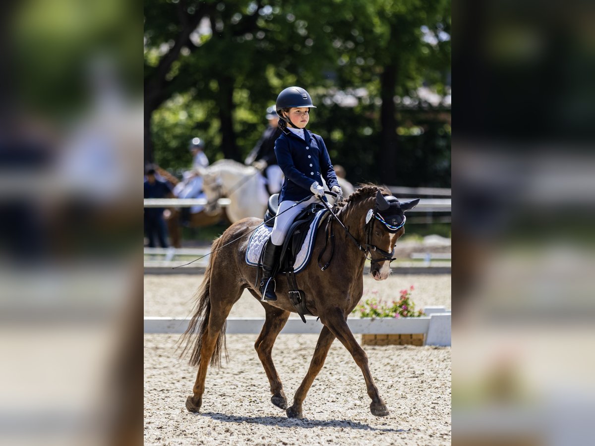 Pony tedesco Mix Castrone 16 Anni 137 cm Sauro in Burgwedel