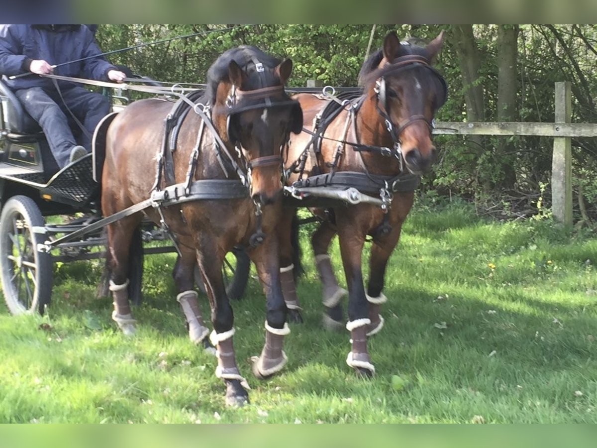 Pony tedesco Castrone 16 Anni 146 cm Baio scuro in Alfhausen