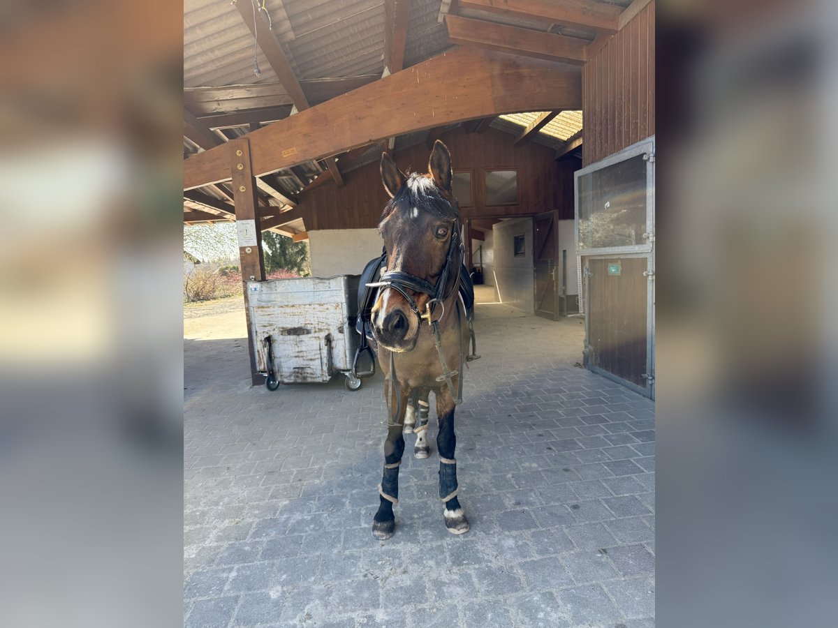 Pony tedesco Castrone 18 Anni 148 cm Baio in Villingen-Schwenningen