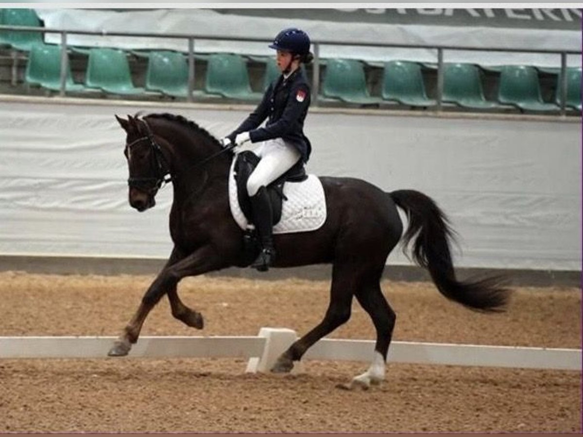 Pony tedesco Castrone 18 Anni 148 cm Sauro scuro in N&#xFC;rnberg