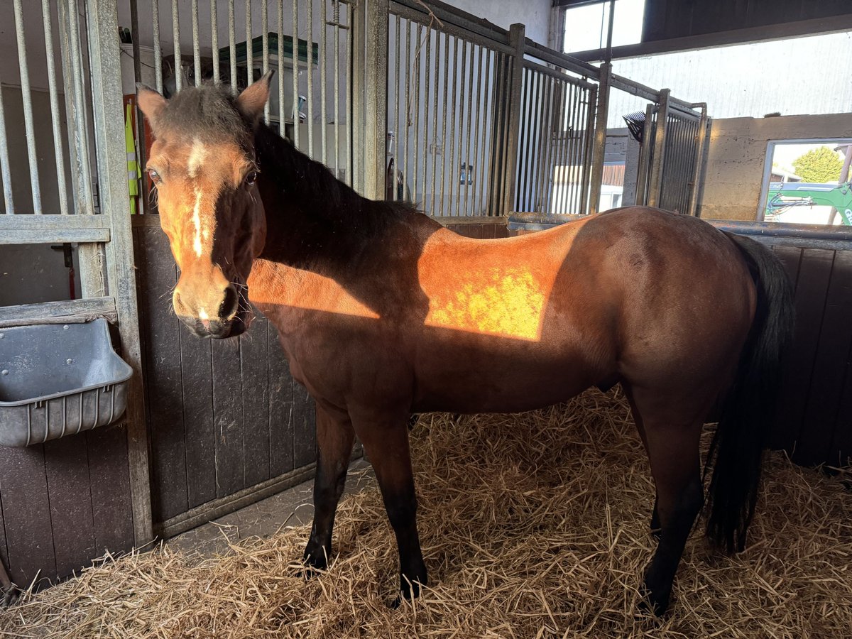 Pony tedesco Castrone 28 Anni 143 cm Baio in Wendlingen am Neckar