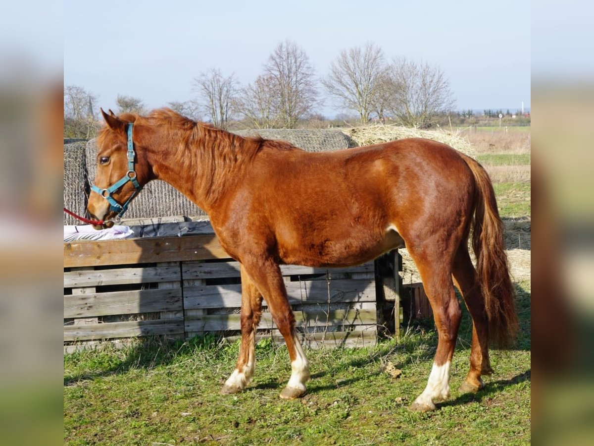 Pony tedesco Castrone 2 Anni 139 cm Sauro in Klein Ammensleben