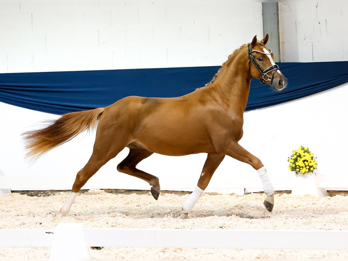 Pony tedesco Castrone 2 Anni 145 cm Sauro in Marsberg