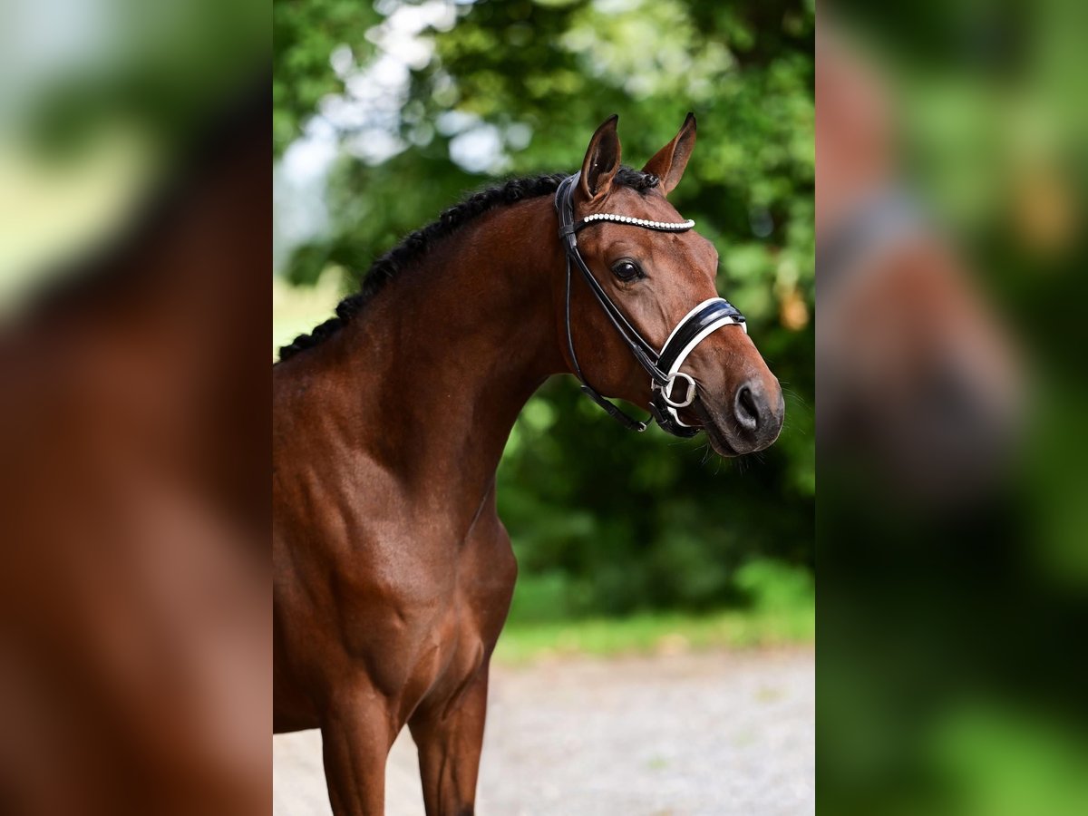 Pony tedesco Castrone 2 Anni 146 cm Baio scuro in Westbeemster