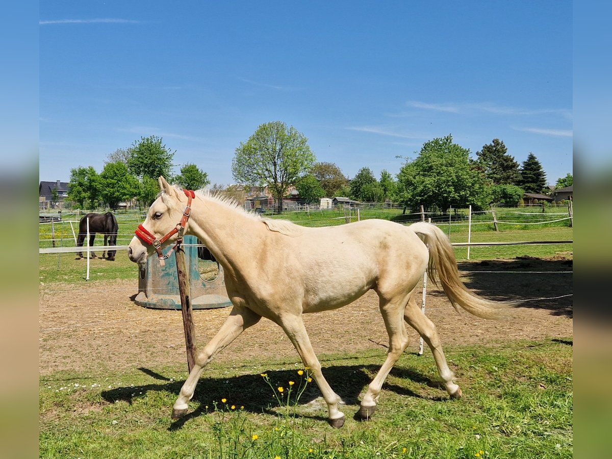 Pony tedesco Castrone 2 Anni 147 cm Palomino in Rommerskirchen