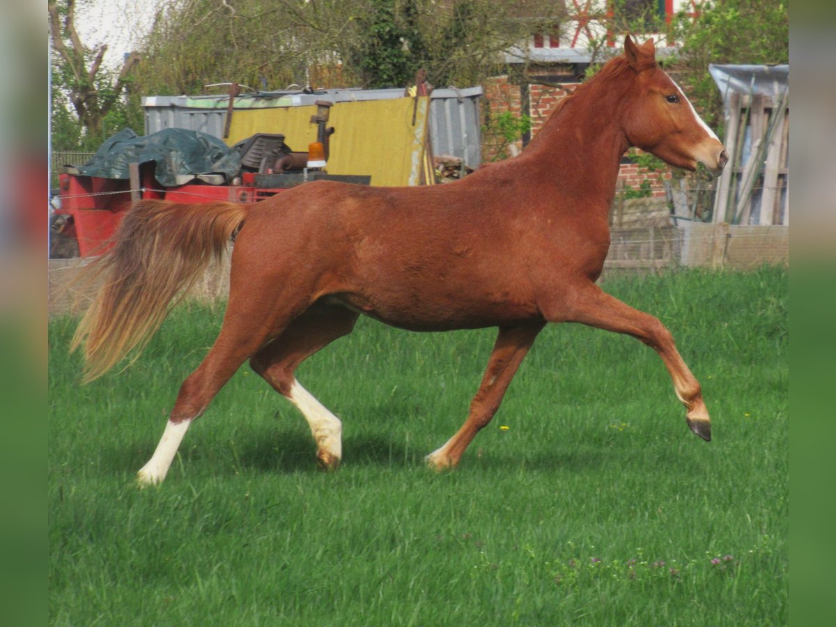 Pony tedesco Castrone 2 Anni 148 cm Sauro in Velpke