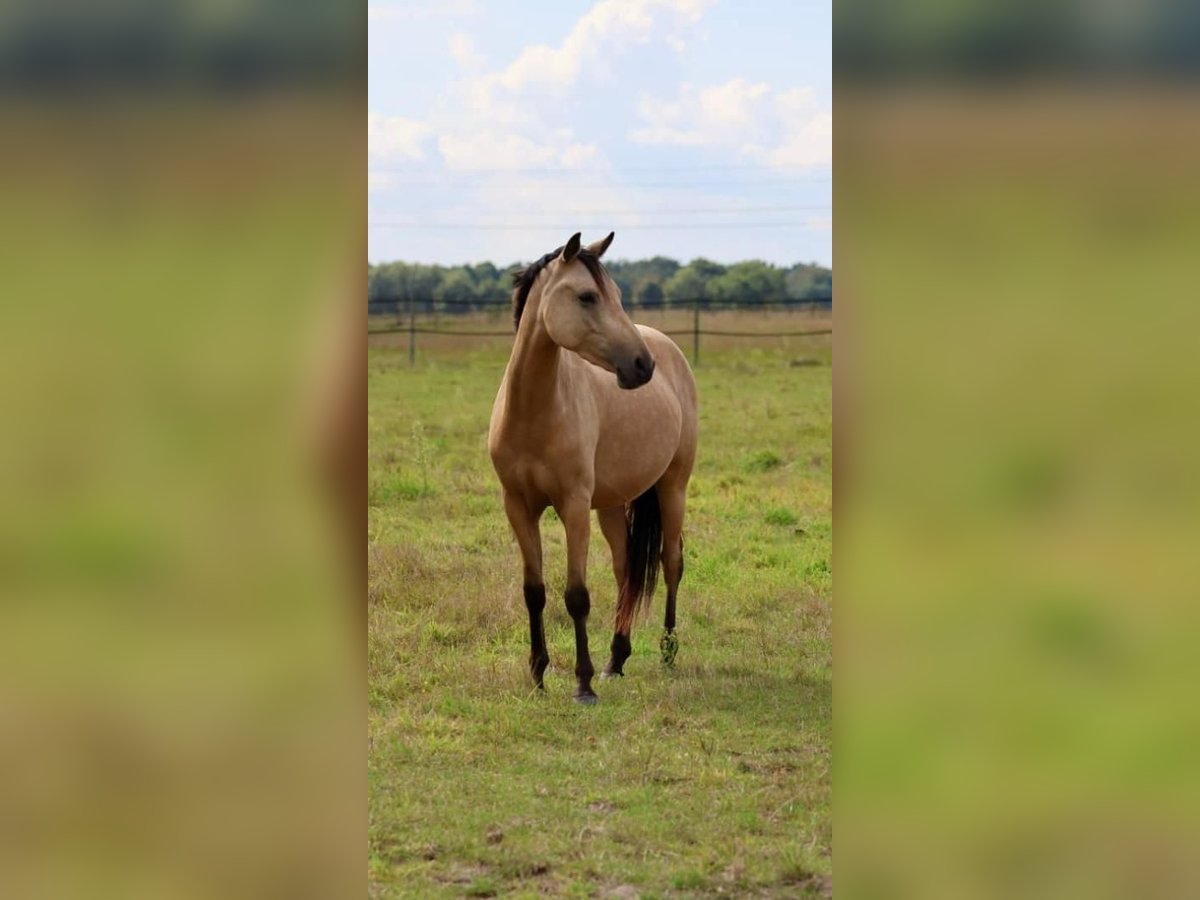 Pony tedesco Castrone 3 Anni 141 cm Falbo in Isernhagen